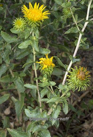 grindelia squarrosa var serrulata 3 graphic